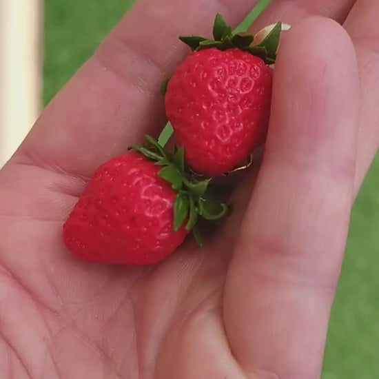 Berry Enchantment: Strawberry Earrings Polymer Clay.