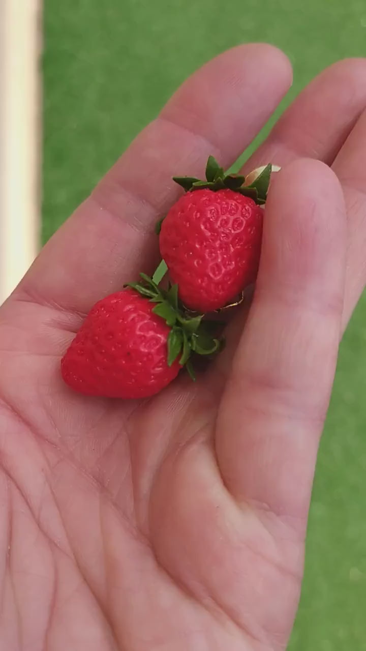 Berry Enchantment: Strawberry Earrings Polymer Clay.